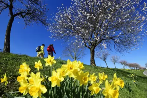 Der großen Mandelblüte entgegen: Vorfreude auf den Pfälzer Frühling. 