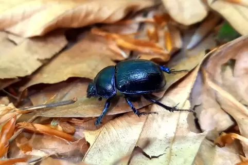Der Waldmistkäfer Anoplotrupes stercorosus agiert als „Gesundheitspolizei“ im Wald. Er vergräbt den Kot anderer Tiere, hemmt som