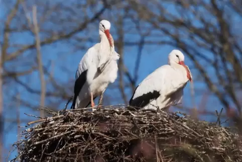 Die Störche sind wieder da – in Theisbergstegen: In diesem Jahr kamen die Zugvögel bereits Mitte Januar aus dem Westen zurück.