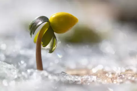 Ein Winterling blüht umgeben von Schnee: Die ersten Frühlingsboten kündigen sich an.