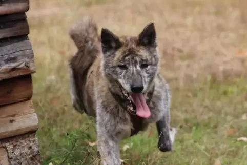 Shaggy ist ein freundlicher Husky-Mischling mit einem neugierigen Charakter. Er braucht Zeit, um Vertrauen zu fassen, blüht aber Shaggy ist ein freundlicher Husky-Mischling mit einem neugierigen Charakter. Er braucht Zeit, um Vertrauen zu fassen, blüht aber