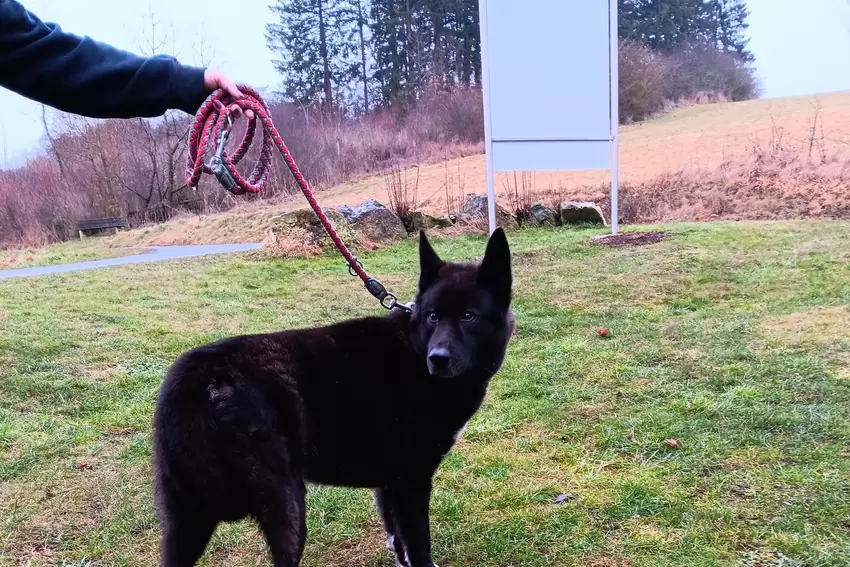 Sneaky ist ein zurückhaltender Akita Inu, der Zeit benötigt, um Vertrauen aufzubauen.