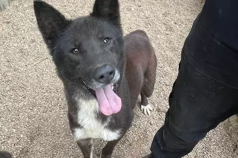 Socke, ein aufgeschlossener und fröhlicher Husky-Mischling, erkundet neugierig seine Umgebung.