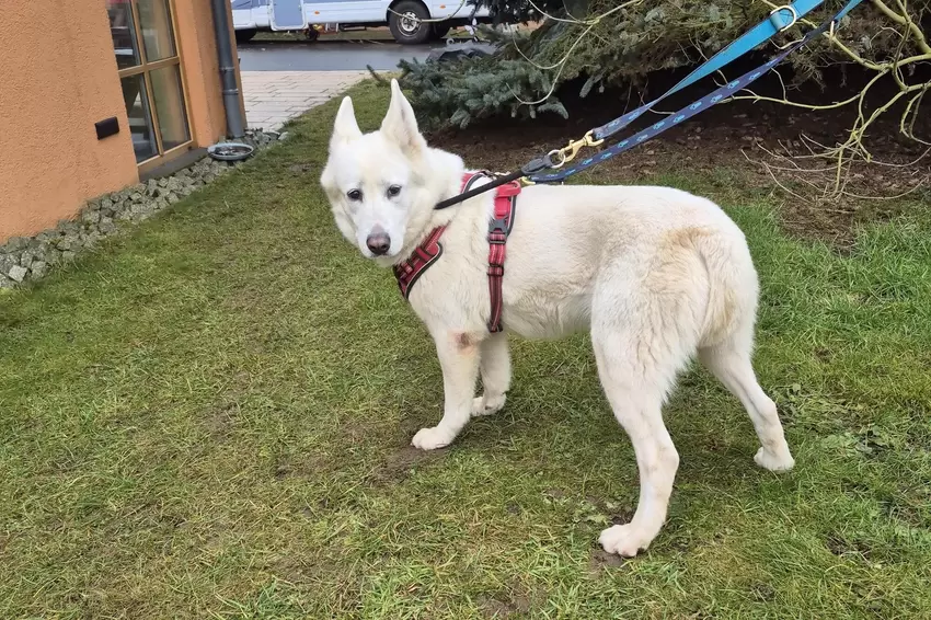 Hazel ist eine vorsichtige und unsichere Hündin. Mit liebevoller Zuwendung kann sie zu einer treuen Begleiterin werden.