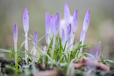 Krokusse lassen sich schon auf vielen Wiesen und Rasenflächen entdecken. 