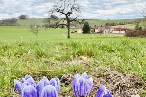 Passend zum frühlingshaften Wetter sind die Krokusse da. Das Foto stammt von unserer Leserin Anja Lichtenwald und ist bei Selche