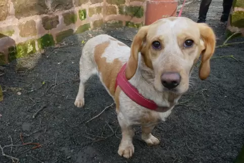 Dürfen bald auf dem Friedhof mitgeführt werden: Hunde an der Leine.