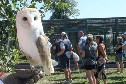 Ein beliebter Bewohner der Falknerei: Schleiereule Olaf. 