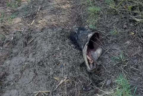 Den Wildschweinkadaver entdeckten Kinder in der Nähe der Gemarkungsgrenze zwischen Dudenhofen und Speyer. 