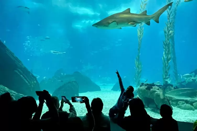 Besuch der Portugalgruppe im Ocean&aacute;rio de Lisboa.