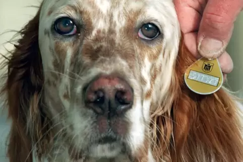 Die Marke dient als sichtbarer Nachweis, dass ein Hund tatsächlich angemeldet ist.