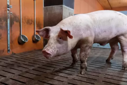 Mehr als 50 Millionen Schweine werden allein in Spanien pro Jahr geschlachtet.