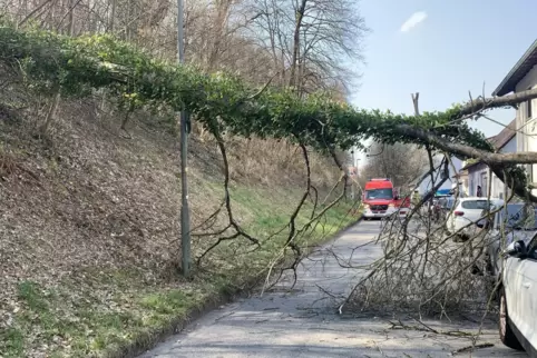 Am Sonntagvormittag ist der Baum auf die Galappmühler Straße gestürzt. Am Sonntagvormittag ist der Baum auf die Galappmühler Straße gestürzt.