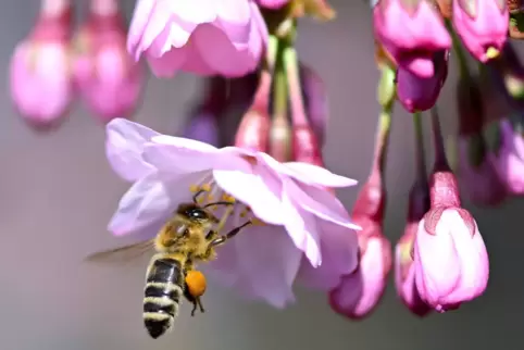 Eine Biene sammelt in einer Kirschblüte: Zuletzt war es frühlingshaft warm. 