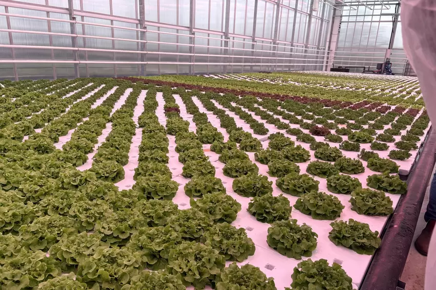Unter LED-Licht können die Tomaten sogar nachts weiterwachsen.