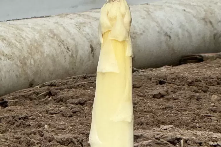 Frisch vom Feld: Spargel. 