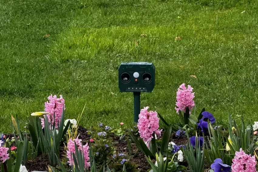 Diese kleinen Geräte in den Blumenbeeten sollen mit Tönen im Hochfrequenzbereich Rehe abschrecken.