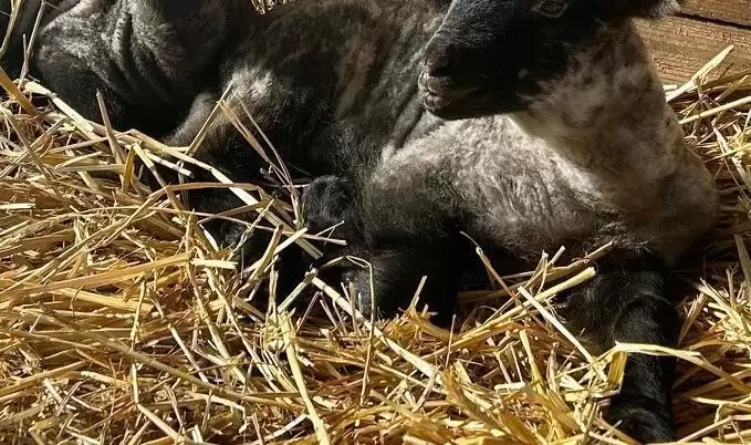 Frühlingszeit ist Lämmerzeit: Die kleinen Bewohner des Biohofs fühlen sich im warmen Stroh besonders wohl.