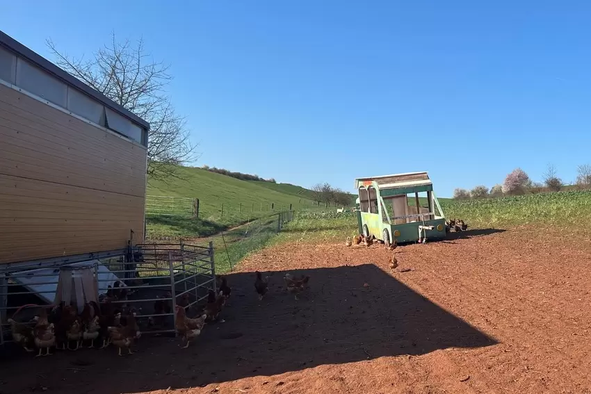 Freier Auslauf, frische Luft und Sonne: Hühner in artgerechter Freilandhaltung.
