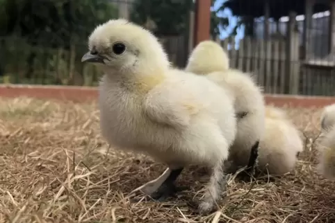 Flauschige Küken, die Eiermacher von morgen – sofern es kein Hahn ist. 