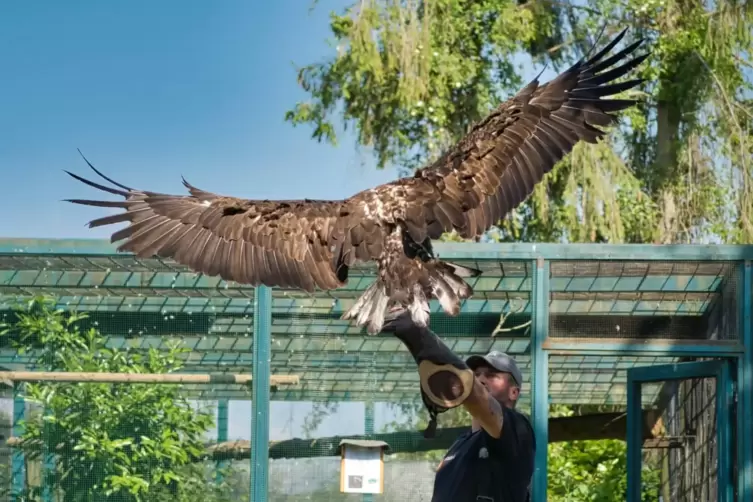 Flugshow: guter Grund f&uuml;r einen Besuch auf dem Spitzenrheinhof. 