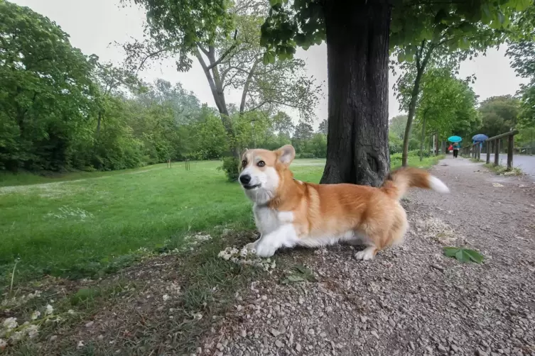 Auch f&uuml;r Hunde geeignet: Bereich an der Klipfelsau.