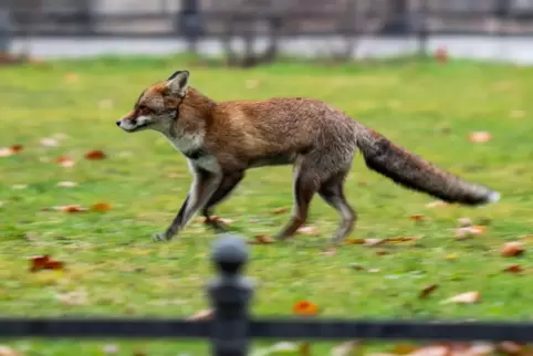 Füchse zeigten sich in den vergangenen Jahren öfter in Siedlungsgebieten. Hier läuft einer über eine Wiese in Berlin-Mitte.