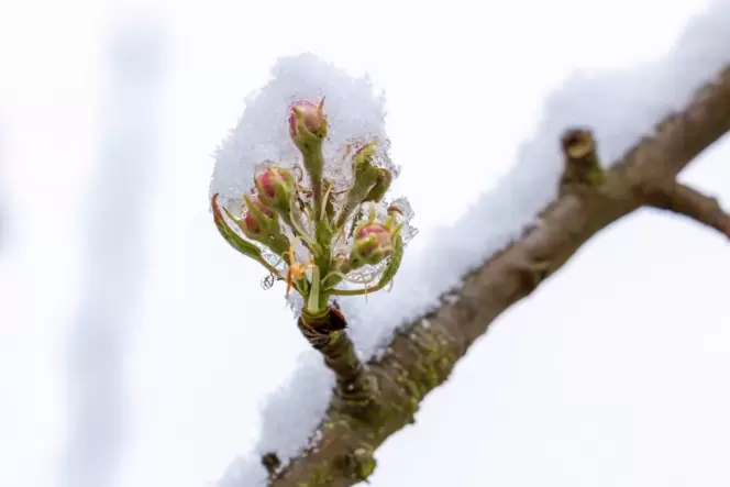 Wenn Obstbäume blühen, können die Eisheiligen großen Schaden an ihnen anrichten. Wenn Obstbäume blühen, können die Eisheiligen großen Schaden an ihnen anrichten.