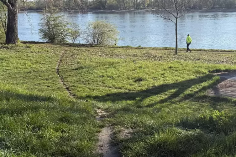 Unerw&uuml;nscht: Dieser Trampelpfad vom Parkplatz Spitzenbusch bis hinunter zum Rhein gef&auml;hrdet die Funktionst&uuml;chtigkeit des Deichs.
