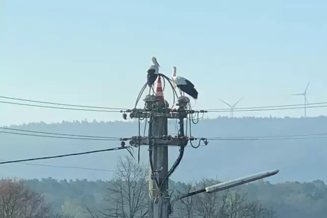 Ausgesprochen ortstreu: Das junge Storchenpaar versuchte mehrmals, auf dem Strommast in der Wiesenstraße ein Nest zu bauen.