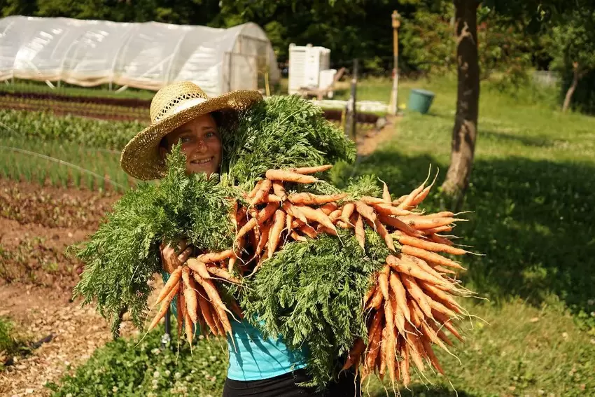 Frische Karotten aus regionalem Anbau: Sara Knapp nach der Ernte.