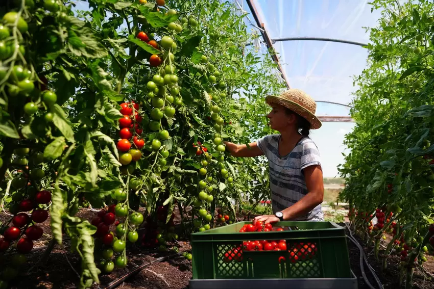 Zwischen Tomatenstauden: Sara Knapp erntet reife und aromatische Tomaten.