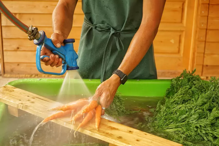 Die Karotten werden für die Biokiste gründlich gewaschen.