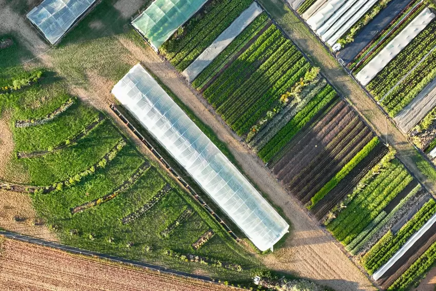 Das Salatfeld aus der Vogelperspektive: Ein Blick auf die perfekte Anordnung der Salatreihen.