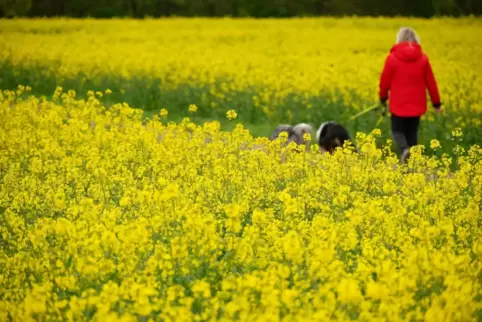 Spazieren oder Gassi gehen und helfen: mit der Lauf-Challange ist das möglich.