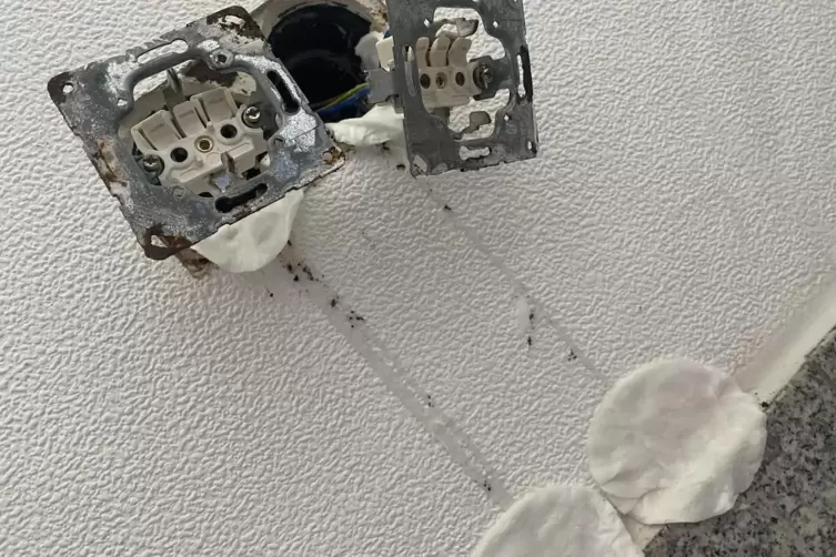 Ebenfalls befallen: aufgeschraubte Steckdosen in einem Bissersheimer Wohnhaus. 