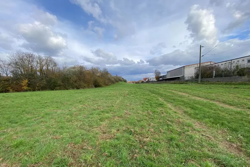 Für die Pfalztram freigehaltene Trasse hinter dem Vereinsgelände zwischen Oppau und Edigheim, rechts das BASF-Gleis.
