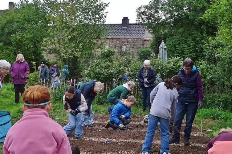 Viele flei&szlig;ige H&auml;nde packen bei der Pflanzaktion im Stadtmauergarten mit an.