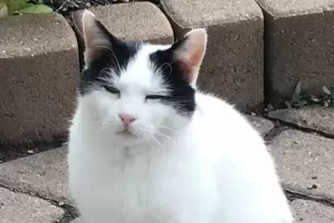 Liebling vieler PFW-Mitarbeiter: Katze Miu.