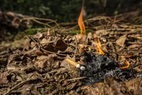 Aus einer achtlos weggeworfenen Zigarette kann sich rasch ein Waldbrand entwickeln. 
