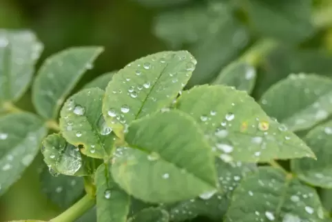 Die Natur freut sich: In den nächsten Tagen ist immer wieder mit Regenschauern zu rechnen.