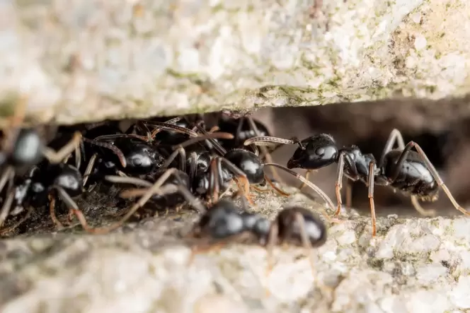In Bobenheim-Roxheim geht der Kampf gegen die Ameisenart Tapinoma magnum in die zweite Runde.