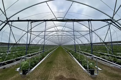 Erdbeerpflanzen soweit das Auge reicht: Der geschützte Anbau von Erdbeeren unter überdachten Folientunneln nimmt zu. Das Foto ze