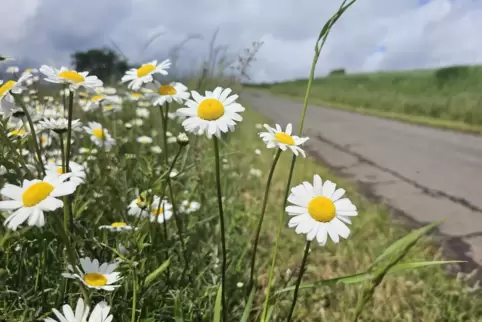 Die Margeriten blühen. Auch sie mögen die Sonne.