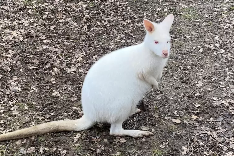 Der gr&ouml;&szlig;te Zoo in der Umgebung ist in Neunkirchen. Dort gibt es unter anderem das Albino-Bennett-K&auml;nguru zu beoachten. 