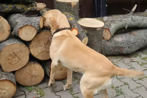 Spürhund Sam ist ein Labrador Retriever aus britischer Hochleistungszucht. Hier hat er einen Geruch gefunden und macht „Anzeige“