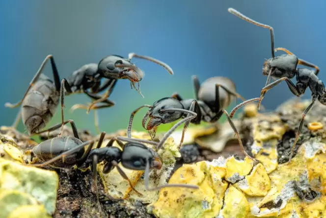 Superkolonien: Die Große Drüsenameise, wie die invasive Art auch genannt wird, kann sich über große Flächen ausbreiten. Superkolonien: Die Große Drüsenameise, wie die invasive Art auch genannt wird, kann sich über große Flächen ausbreiten.