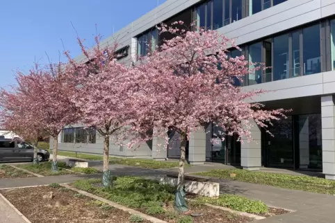 Mit der Kirschblüte am 1. April beginnt bei Eizo das Wirtschaftsjahr. Das hat in Japan Tradition. 