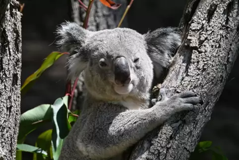 Koalas im Zoo