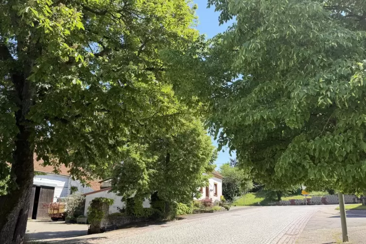 Dorfidylle in Medelsheim: gepflasterte Stra&szlig;en, Hausb&auml;ume, niemand z&auml;unt sich ein.
